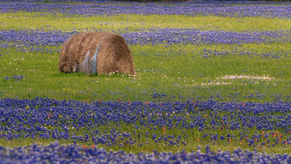 Un champ de fleurs bleues, avec une botte de foin et un moulin à vent en arrière-plan.