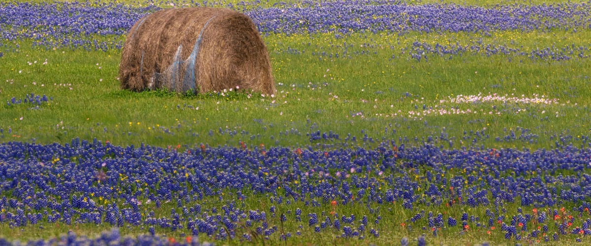 Un champ de fleurs bleues, avec une botte de foin et un moulin à vent en arrière-plan.