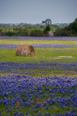 Ein Feld voller blauer Blumen, mit einem Heuballen und einem Windrad im Hintergrund.