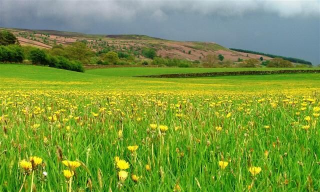 Dandelions and Stormy Sky, Bilsdale. Taken just off the B1257.