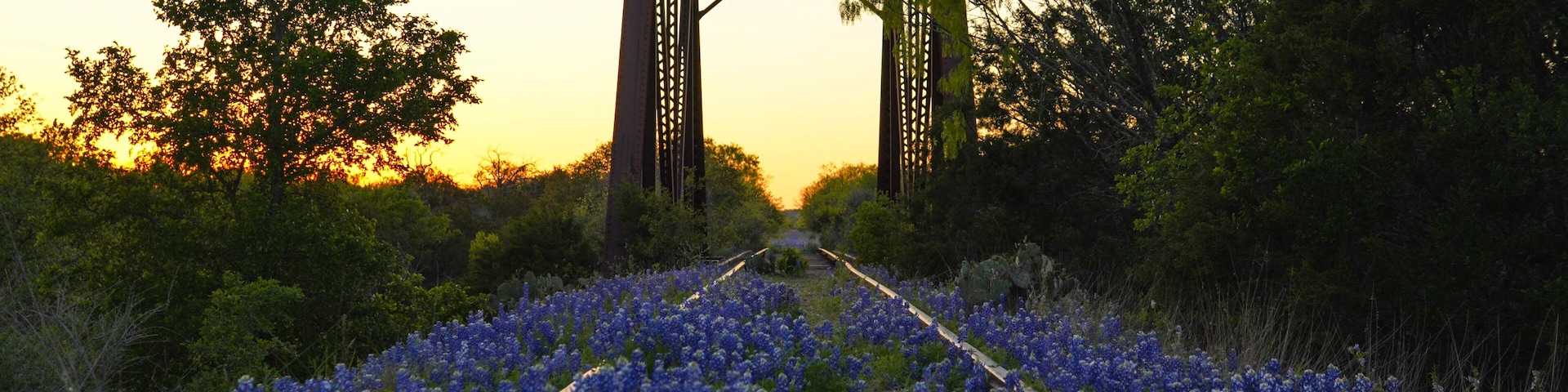 Vías de tren rodeadas de flores silvestres azules, con un puente metálico al fondo.