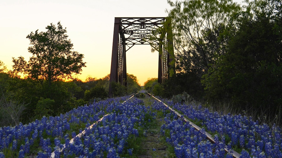 Railroad track bridge lined with bluebonnets in Texas Hill Country
