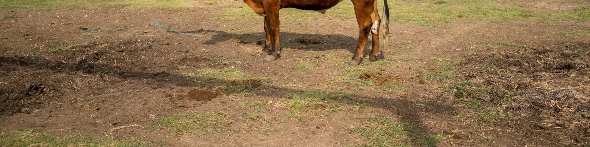 View of LArge Long Horn With Large Horns with Many others in the background eating hay