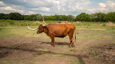 View of LArge Long Horn With Large Horns with Many others in the background eating hay