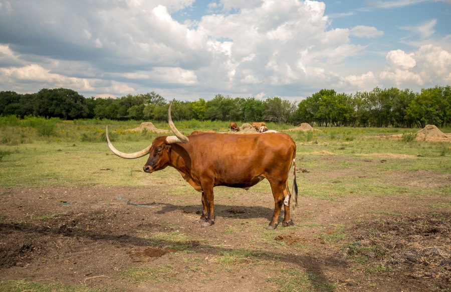 View of LArge Long Horn With Large Horns with Many others in the background eating hay