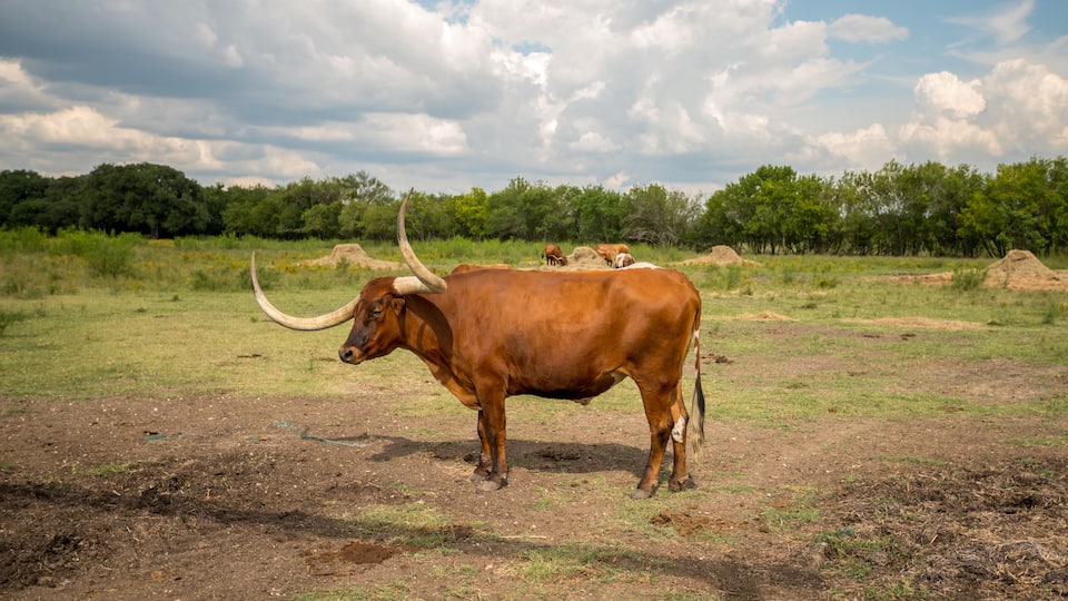 A brown ox with large curved horns standing in a grassy field with trees in the background.