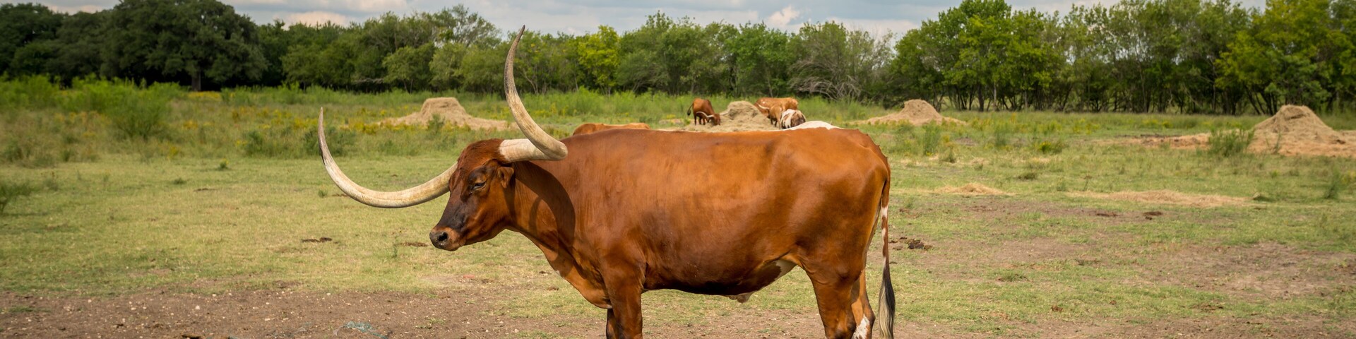 View of LArge Long Horn With Large Horns with Many others in the background eating hay