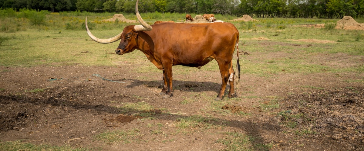 A brown ox with large curved horns standing in a grassy field with trees in the background.