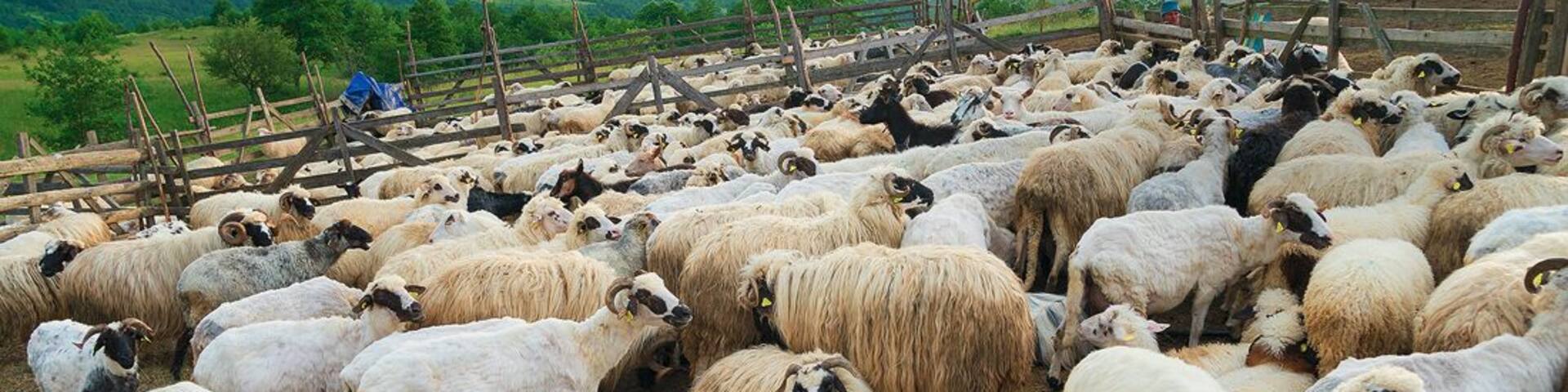 A large flock of sheep in a fenced area with mountains in the background.