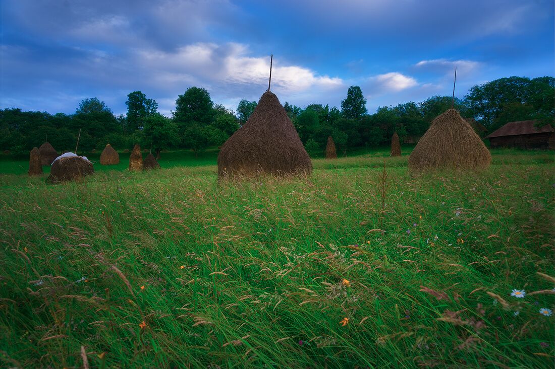 Swaying hay.