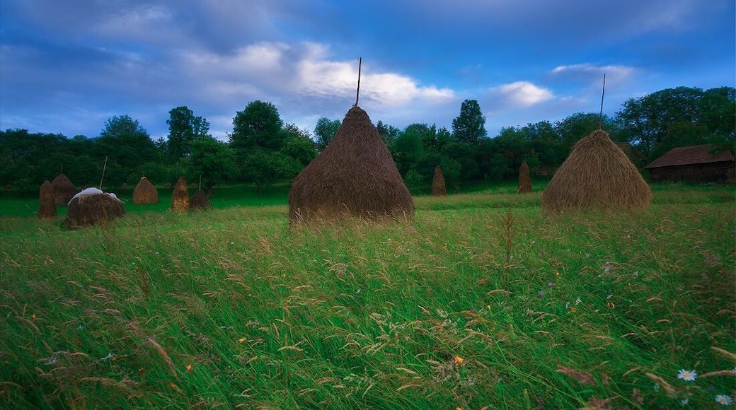 Swaying hay.