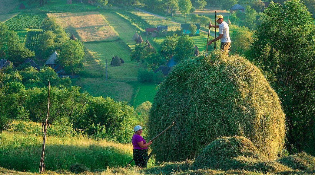 Stacking Hay in Breb, Maramures, Romania. #green