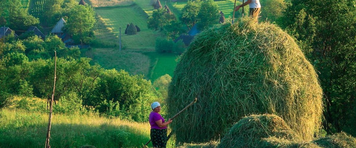 Stacking Hay in Breb, Maramures, Romania. #green