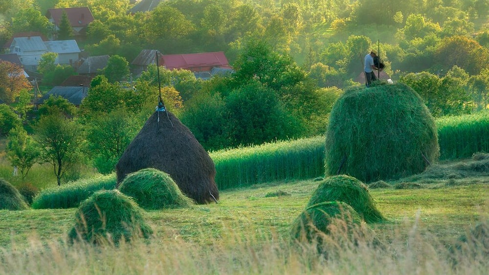 Breb, Maramures County is famed for its farms and wooden church. #green
I spent month in this village, read more: http://www.alwayswanderlust.com/a-month-in-breb-maramures-romania/