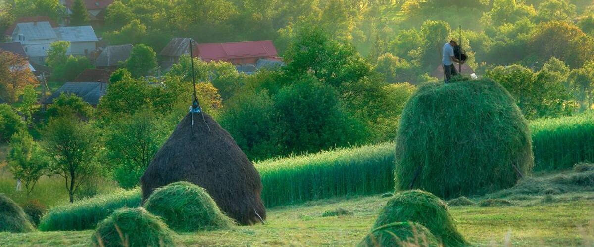 Breb, Maramures County is famed for its farms and wooden church. #green
I spent month in this village, read more: http://www.alwayswanderlust.com/a-month-in-breb-maramures-romania/