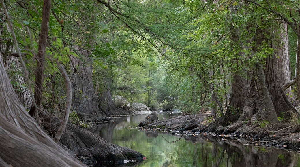 Cibolo Creek in Fall, Boerne, Texas
