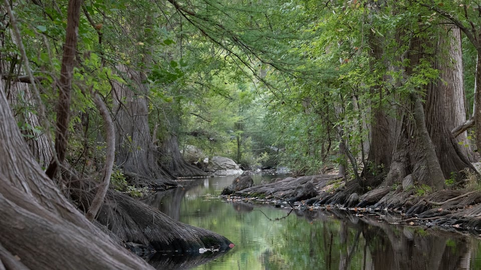 A serene river surrounded by dense, ancient trees.
