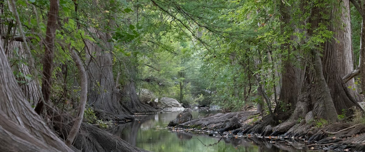 A serene river surrounded by dense, ancient trees.