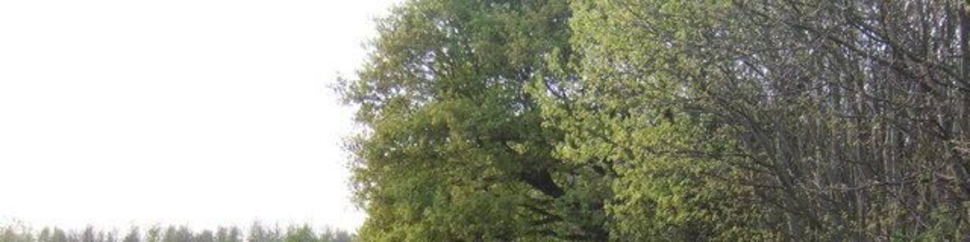 Quarrington Wood The bluebell-laden woodland edge off Bockham Lane.