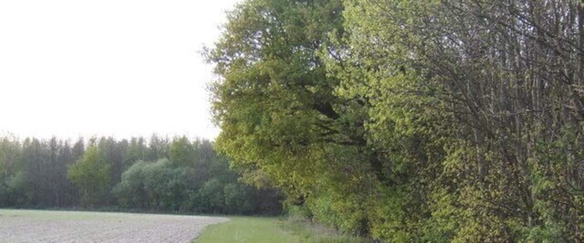 A rural landscape with a plowed field, a dirt path, and dense trees.