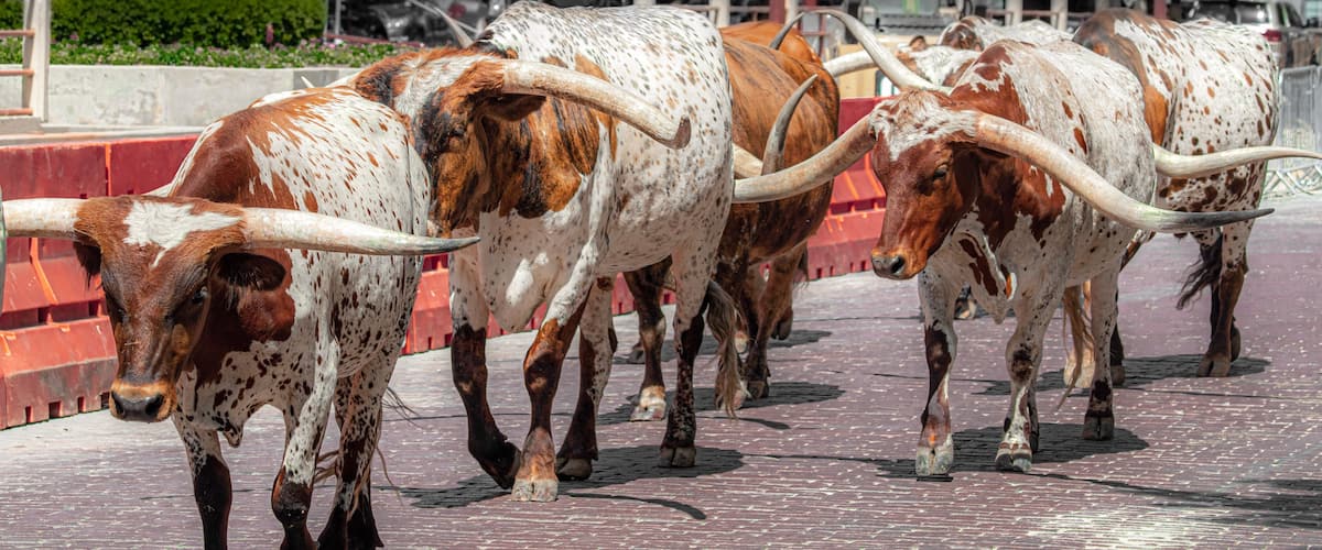 A group of spotted longhorn cattle walking on a paved path.