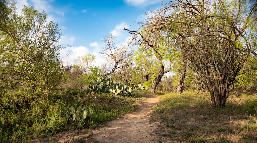 A serene dirt trail meanders through prickly pear cacti and mesquite trees under a bright Texas sky, captured during the golden hour at Garner State Park.