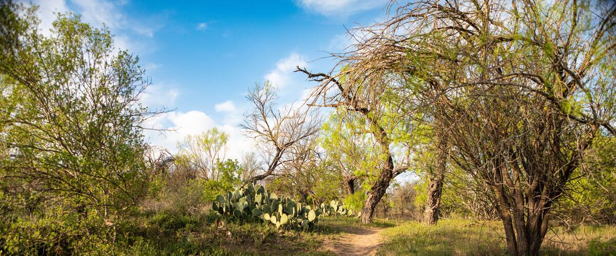 A serene dirt trail meanders through prickly pear cacti and mesquite trees under a bright Texas sky, captured during the golden hour at Garner State Park.