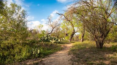 A serene dirt trail meanders through prickly pear cacti and mesquite trees under a bright Texas sky, captured during the golden hour at Garner State Park.