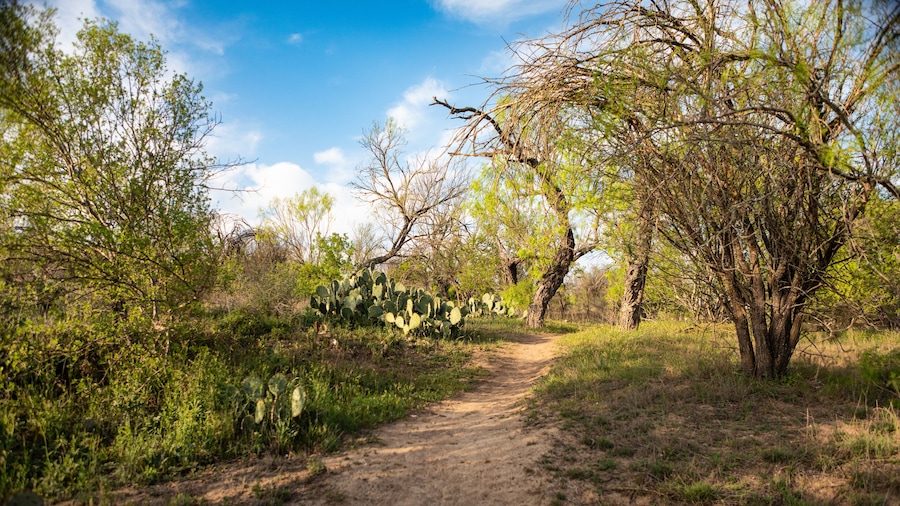 A serene dirt trail meanders through prickly pear cacti and mesquite trees under a bright Texas sky, captured during the golden hour at Garner State Park.