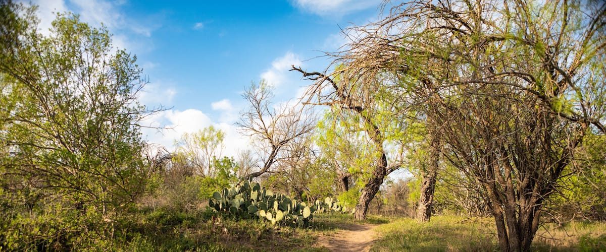 A dirt path through a dry, wooded area with sparse vegetation and cacti.