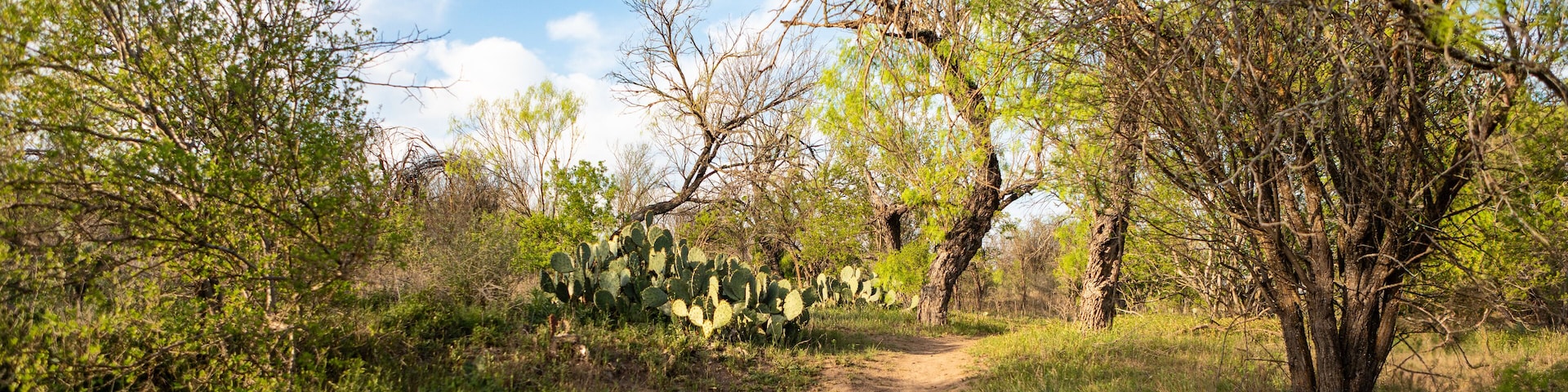 A dirt path through a dry, wooded area with sparse vegetation and cacti.