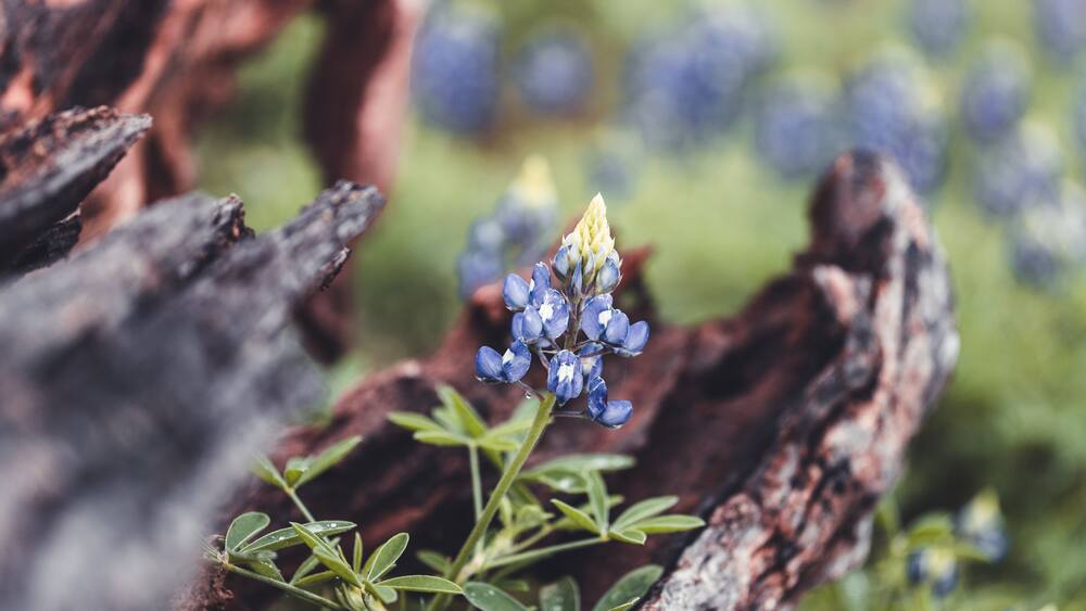 Eine Nahaufnahme eines blauen Wildblümchens mit grünen Blättern, das zwischen verkohlter Baumrinde wächst.