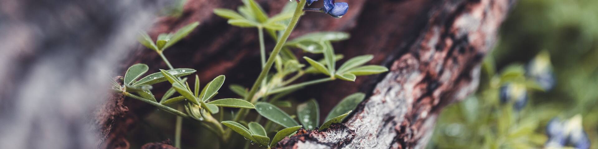 A close-up of a blue wildflower with green leaves growing among charred tree bark.