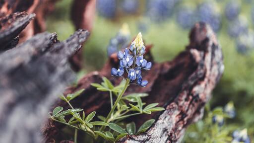 Driftwood Frames A Bluebonnet