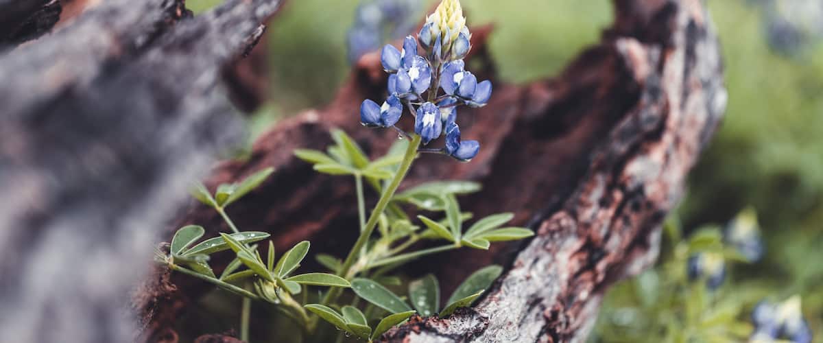 A close-up of a blue wildflower with green leaves growing among charred tree bark.