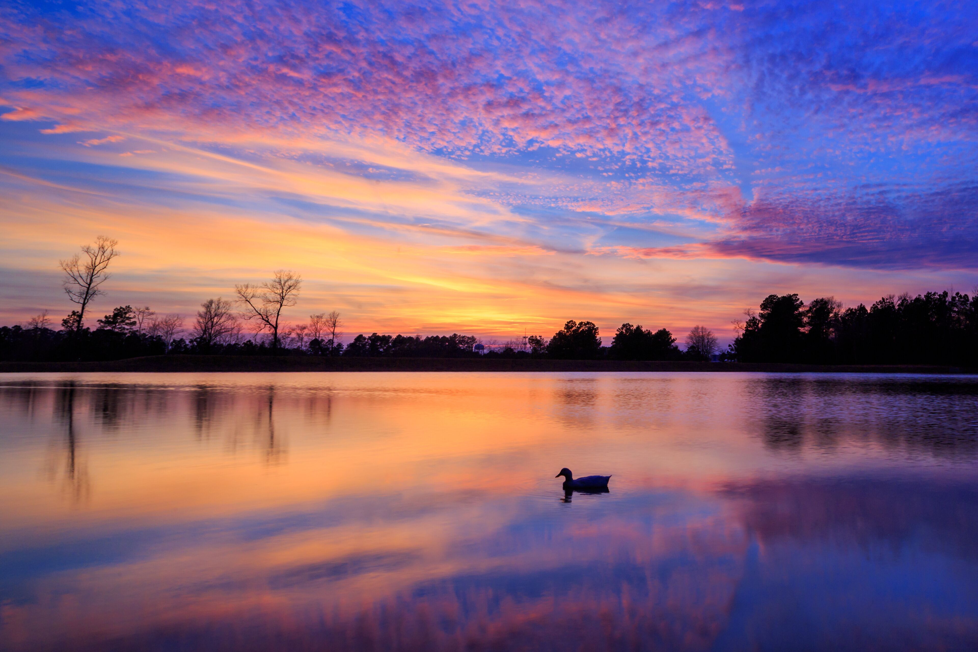 A calm lake at sunset with a duck swimming, trees in the background, and a colorful sky.