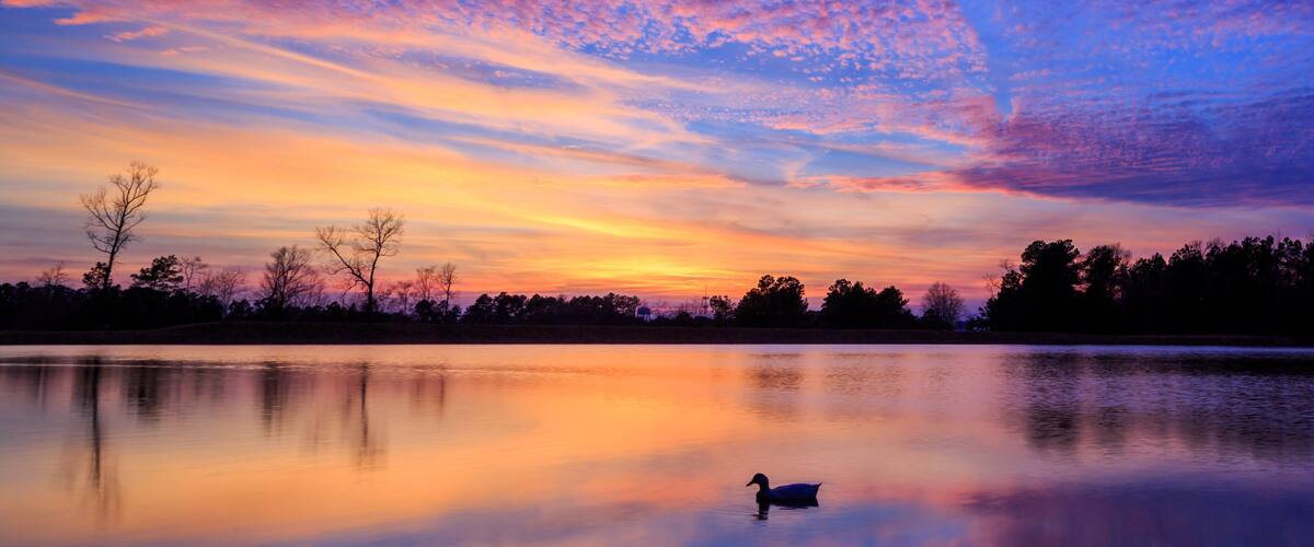 A calm lake at sunset with a duck swimming, trees in the background, and a colorful sky.