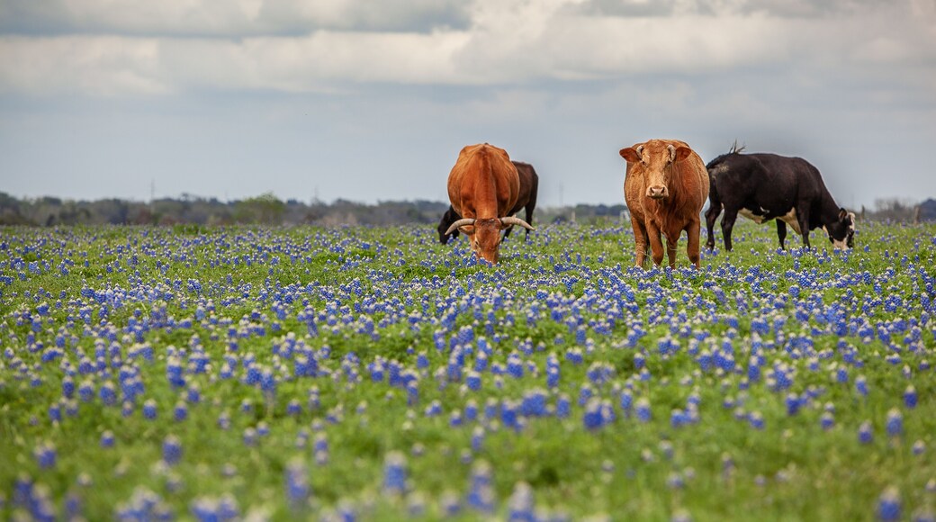 Cattle Grazing in Bluebonnet Field, Fayetteville, Texas