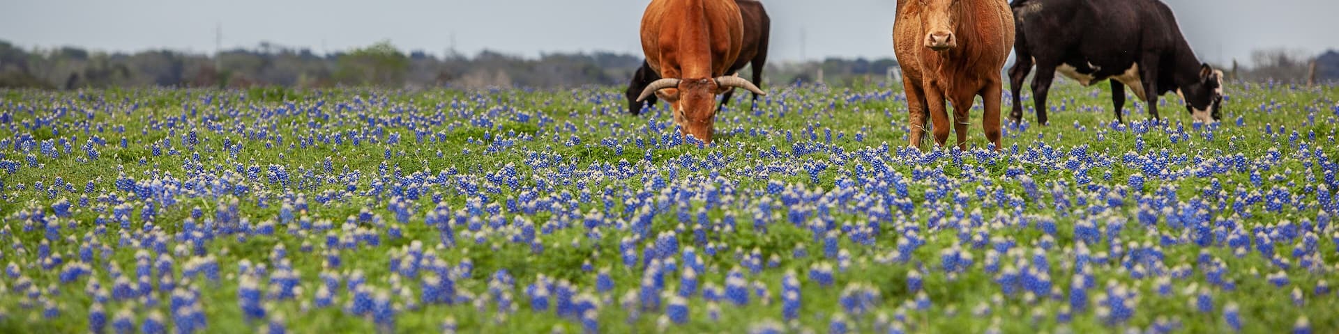 Cattle Grazing in Bluebonnet Field, Fayetteville, Texas