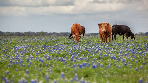 Cattle Grazing in Bluebonnet Field, Fayetteville, Texas