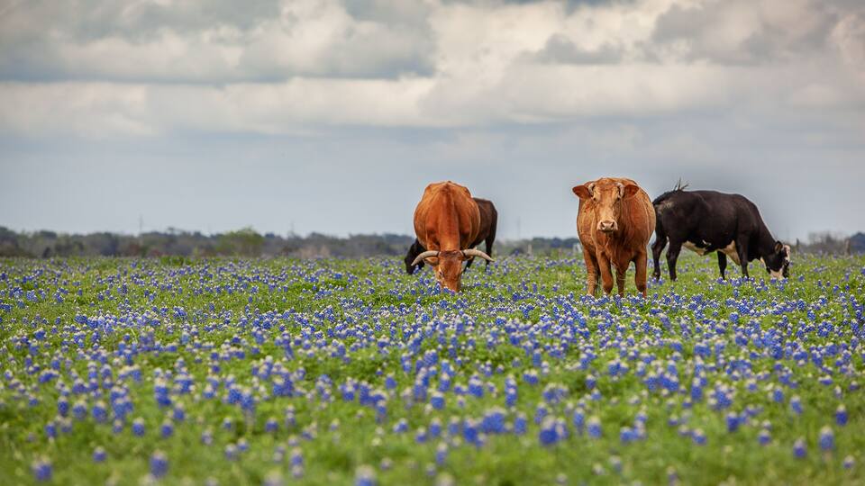 A field of bluebonnets with cattle grazing.
