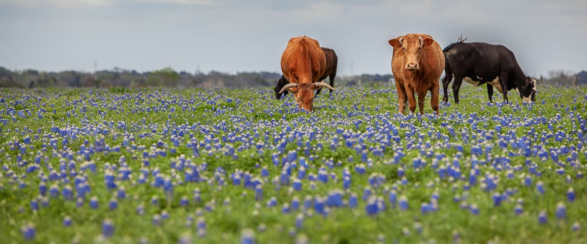 A field of bluebonnets with cattle grazing.