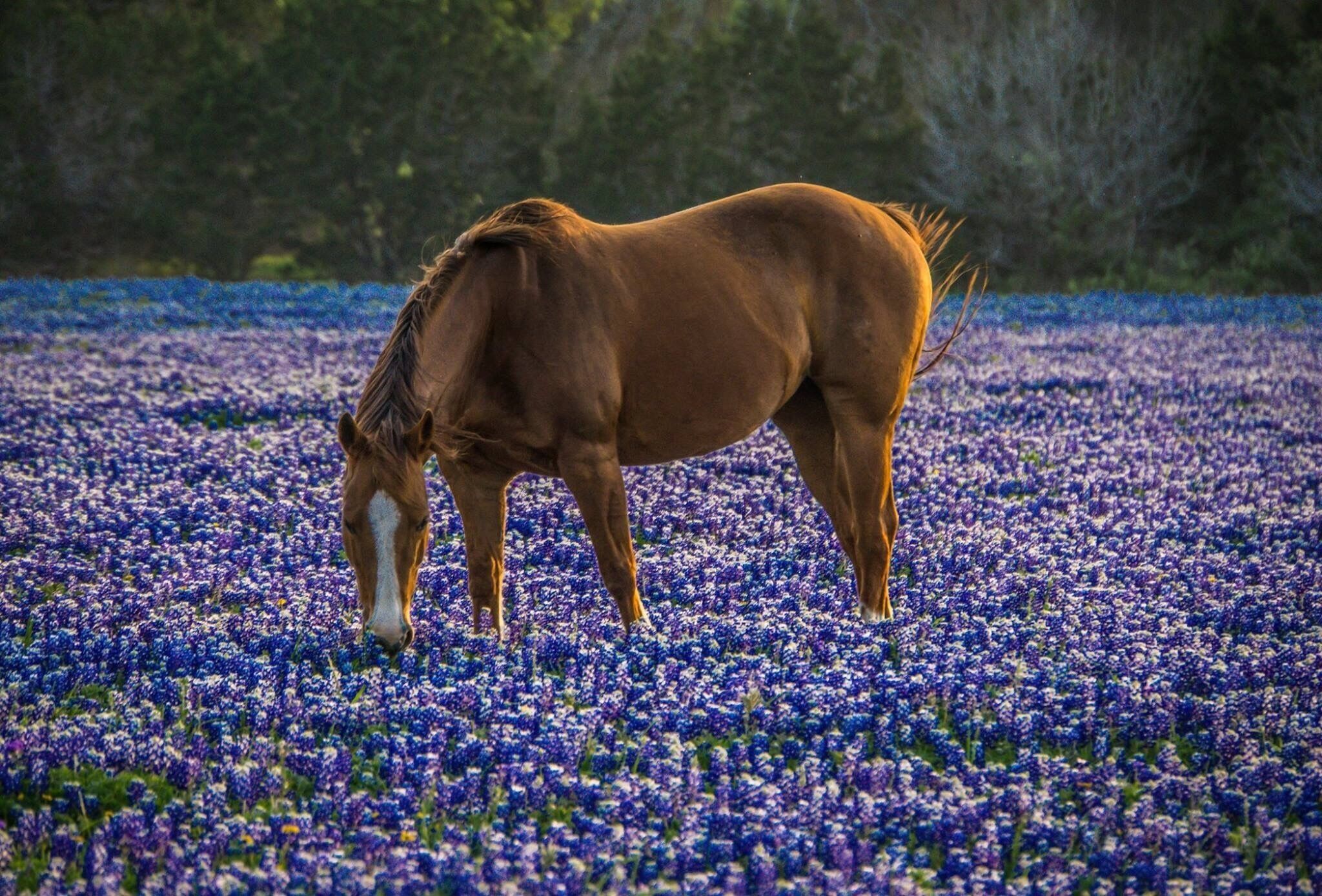 Texas Bluebonnets