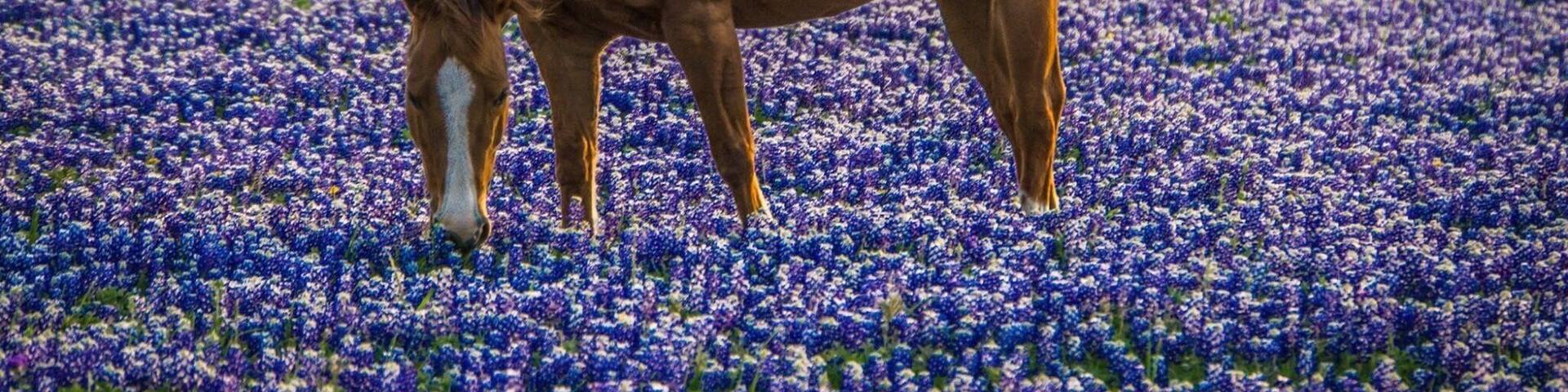 Texas Bluebonnets