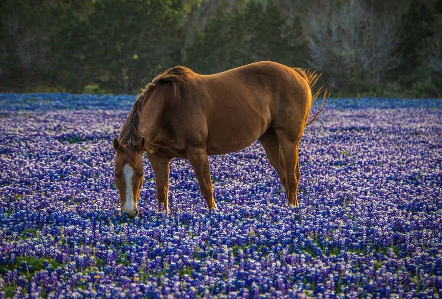 Texas Bluebonnets
