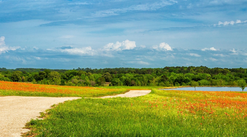 The Road To The Lake with paintbrush flowers and a cloudy blue sky