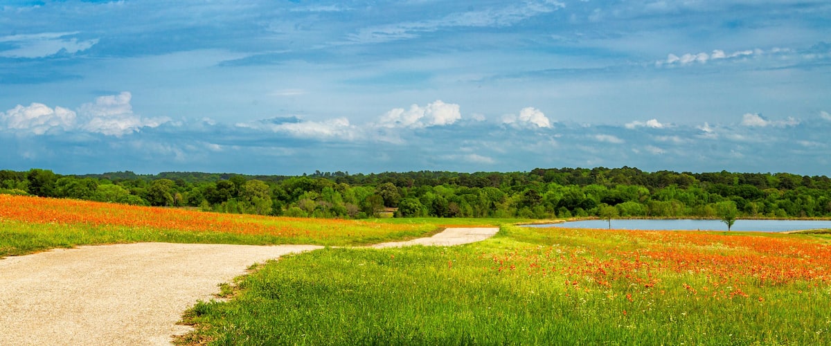 A gravel path leading through a field of red poppies, with a lake and forest in the background.