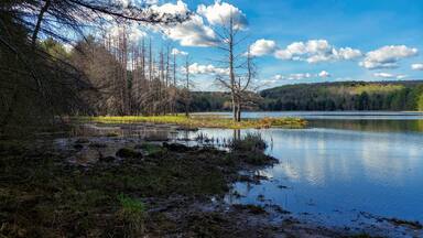 Dead tree on the shore of Hawkins Pond in Upstate NY, Broome County.