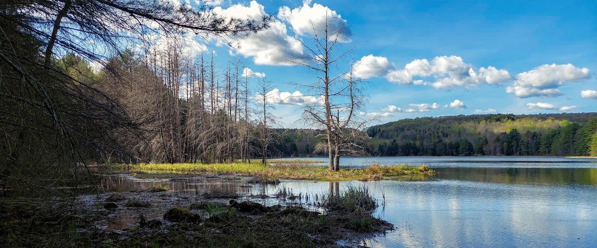 A calm lake surrounded by trees and a forested hillside.