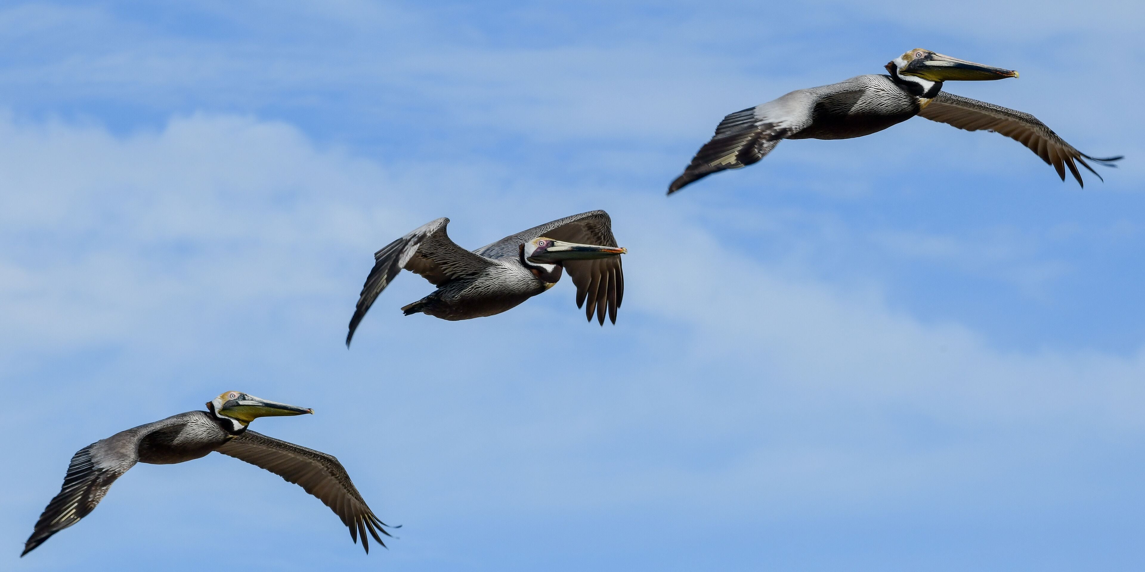 Pelicans flying at High Island Beach, Bolivar Peninsula, Texas